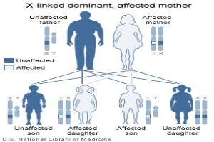 Diagramm eines X-chromosomal dominanten Familienstammbaums mit einer betroffenen Mutter und erklärendem Text.