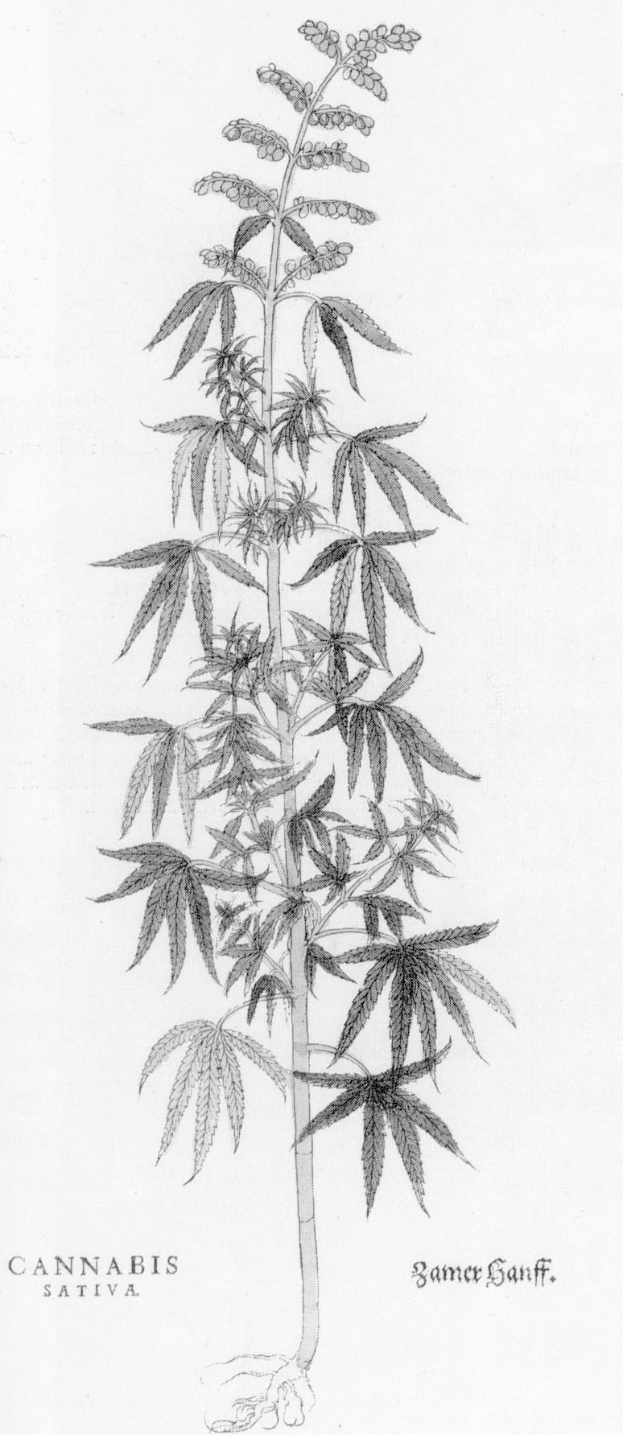 Schwarze und weiße Linienzeichnung einer Cannabis sativa-Pflanze mit beschrifteten Blättern und Stängeln.