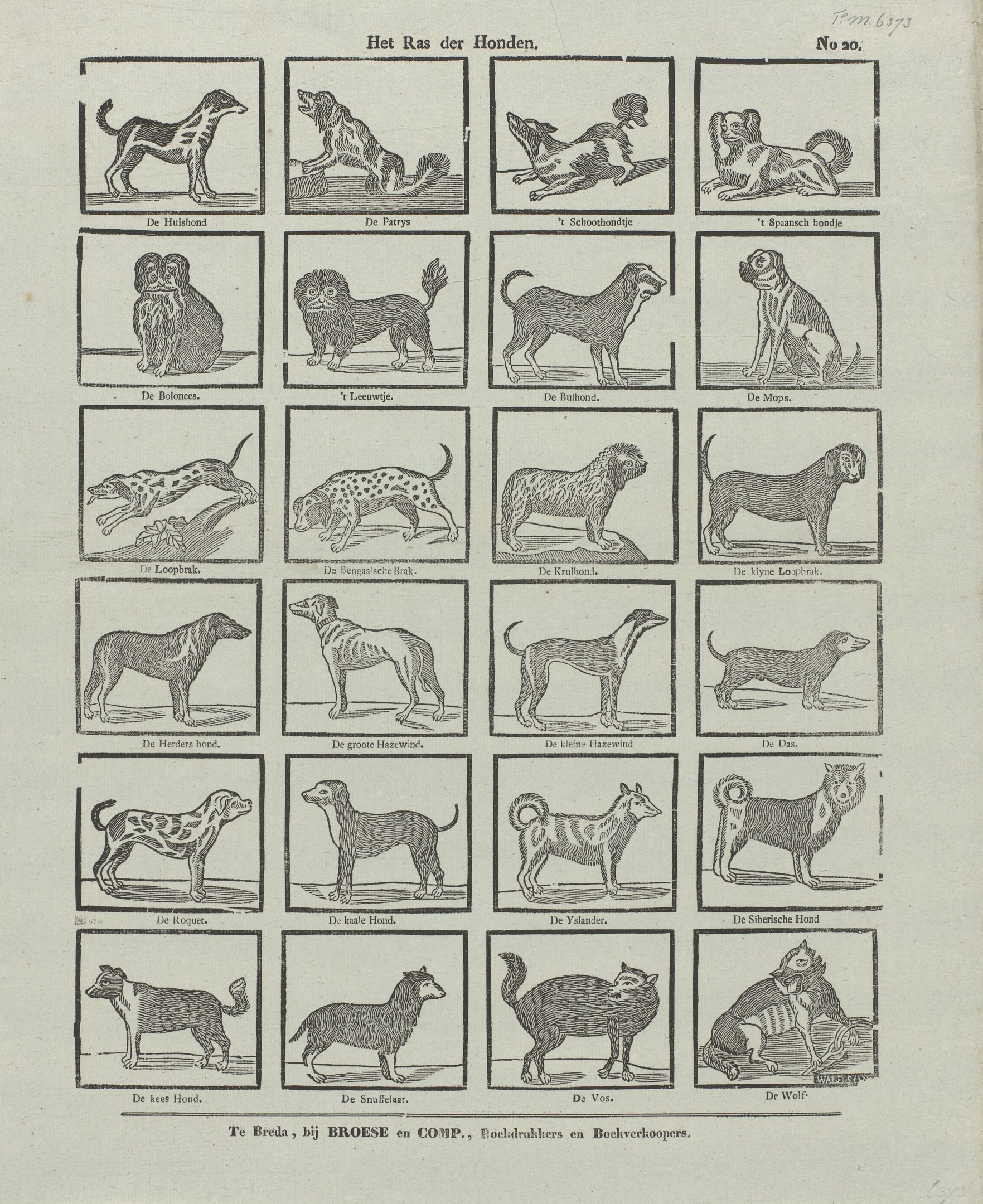 Ein offenes altes Buch, das Abbildungen und Beschreibungen verschiedener Hunderassen zeigt.