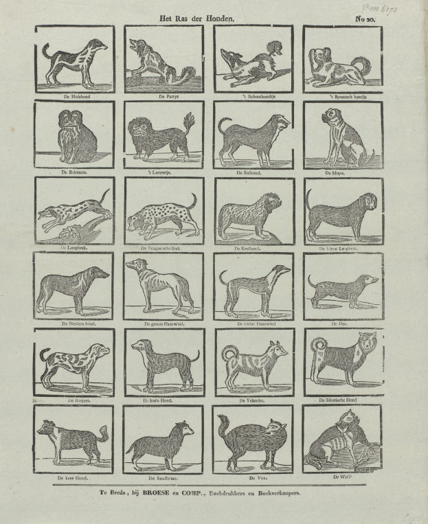 Ein offenes altes Buch, das Abbildungen und Beschreibungen verschiedener Hunderassen zeigt.