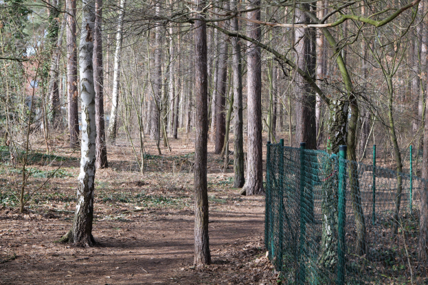 Ein gewundener Pfad durch einen dichten Wald hoher, grüner Bäume mit einem grünen Zaun auf der rechten Seite, beschattet von der Baumkrone darüber.