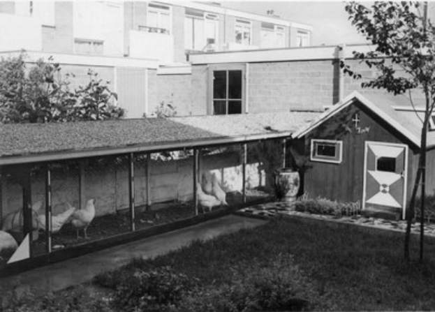 Schwarzes und weißes Foto von Hühnern in einem Außengehege umgeben von Gras, Pflanzen, Bäumen und einem Gebäude mit Fenstern im Hintergrund.