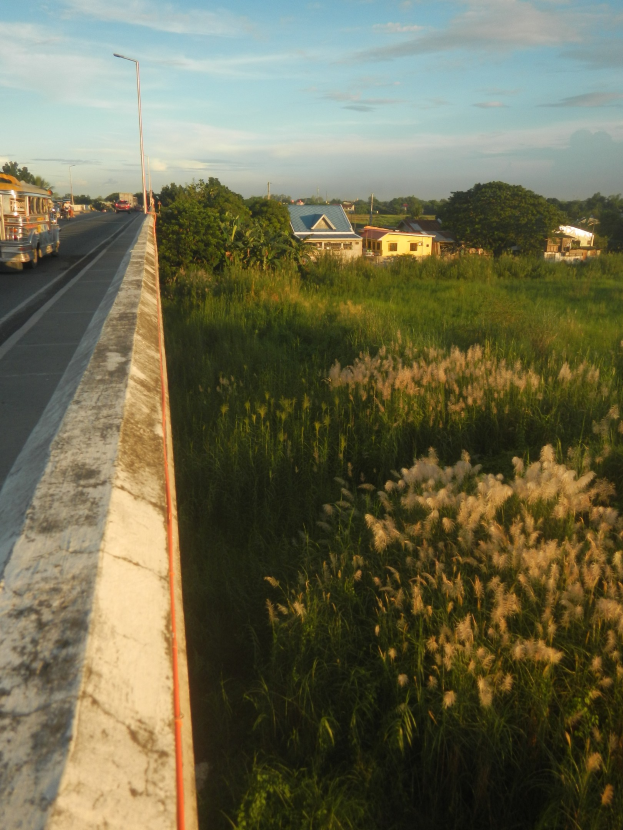 Ein Bus fährt auf einer Straße entlang, die von hohem Gras gesäumt ist, mit Bäumen, Strommasten und Häusern im Hintergrund unter einem bewölkten Himmel.