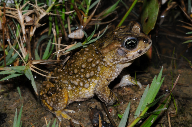Ein Grasfrosch sitzt auf einem Erdgrund neben Pflanzen, mit einem Wasserzeichen im oberen linken Eck.