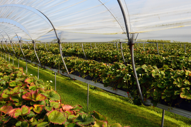 Gewächshaus voller Erdbeerpflanzen, grüner Rasen am Boden und ein klarer blauer Himmel im Hintergrund.
