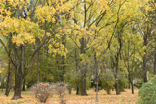 Am 10. und 11. Oktober feiert Iserlohn die Naturerfahrung beim Waldstadtfest