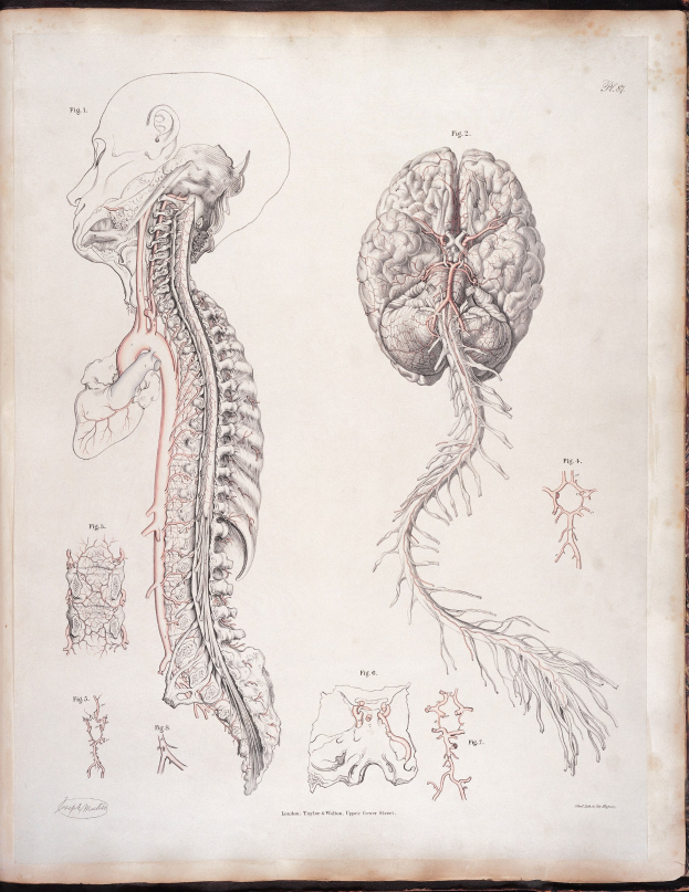 Ein offenes altes Buch mit einer detaillierten, lebensechten anatomischen Zeichnung des menschlichen Gehirns und der Wirbelsäule mit ausstrahlenden Nerven und Arterien, vor klassischem Text.