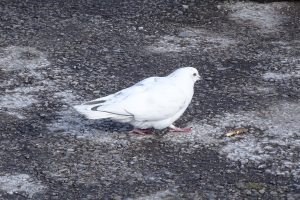 Ein weißer Brieftaube mit schwarzen Flügeln, Kopf, Füßen und Schwanzfedern sowie einem gelben Schnabel, der auf dem Boden neben einem Felsen steht.