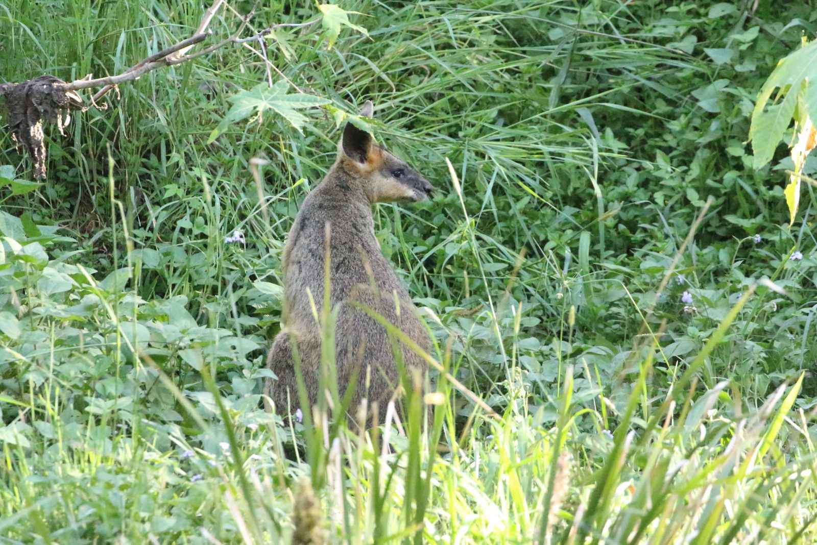 Ein wallaby mit braunem und schwarzem Fell steht wachsam im Gras neben Pflanzen, seine Ohren sind gespitzt.